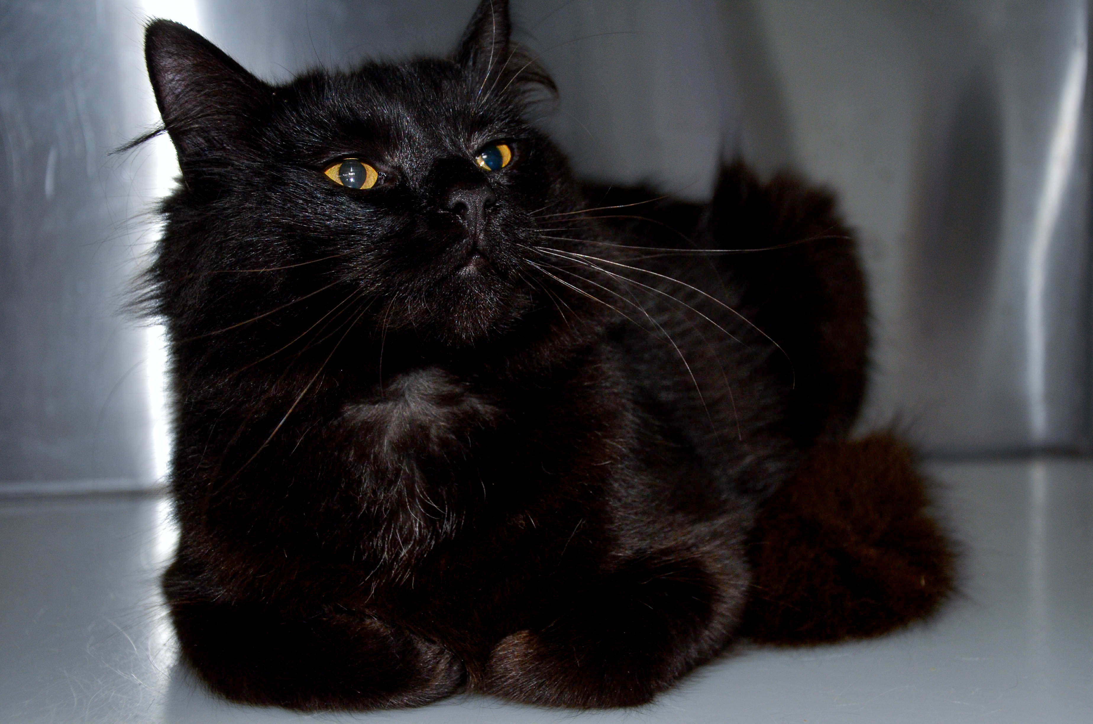 Adopting Not-So-Feral Barn Cats