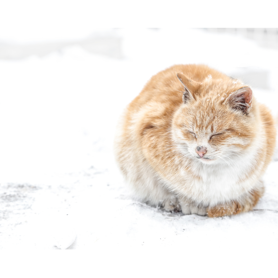 Keep Your Pets Safe This Winter