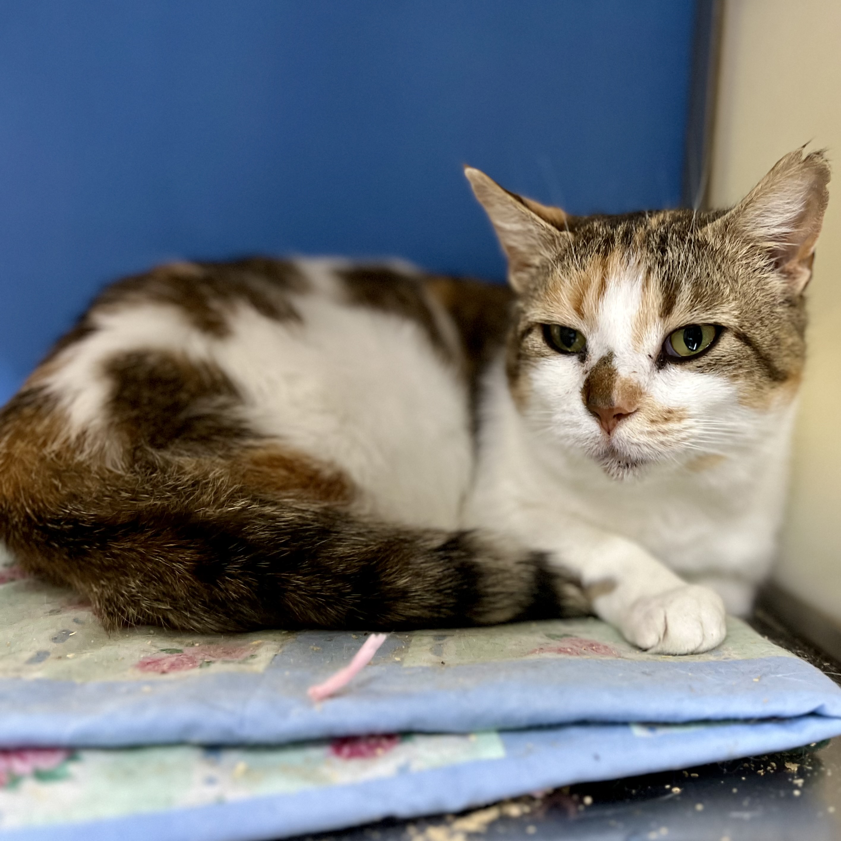 Barn Cats: The Purr-fect Pest Control!