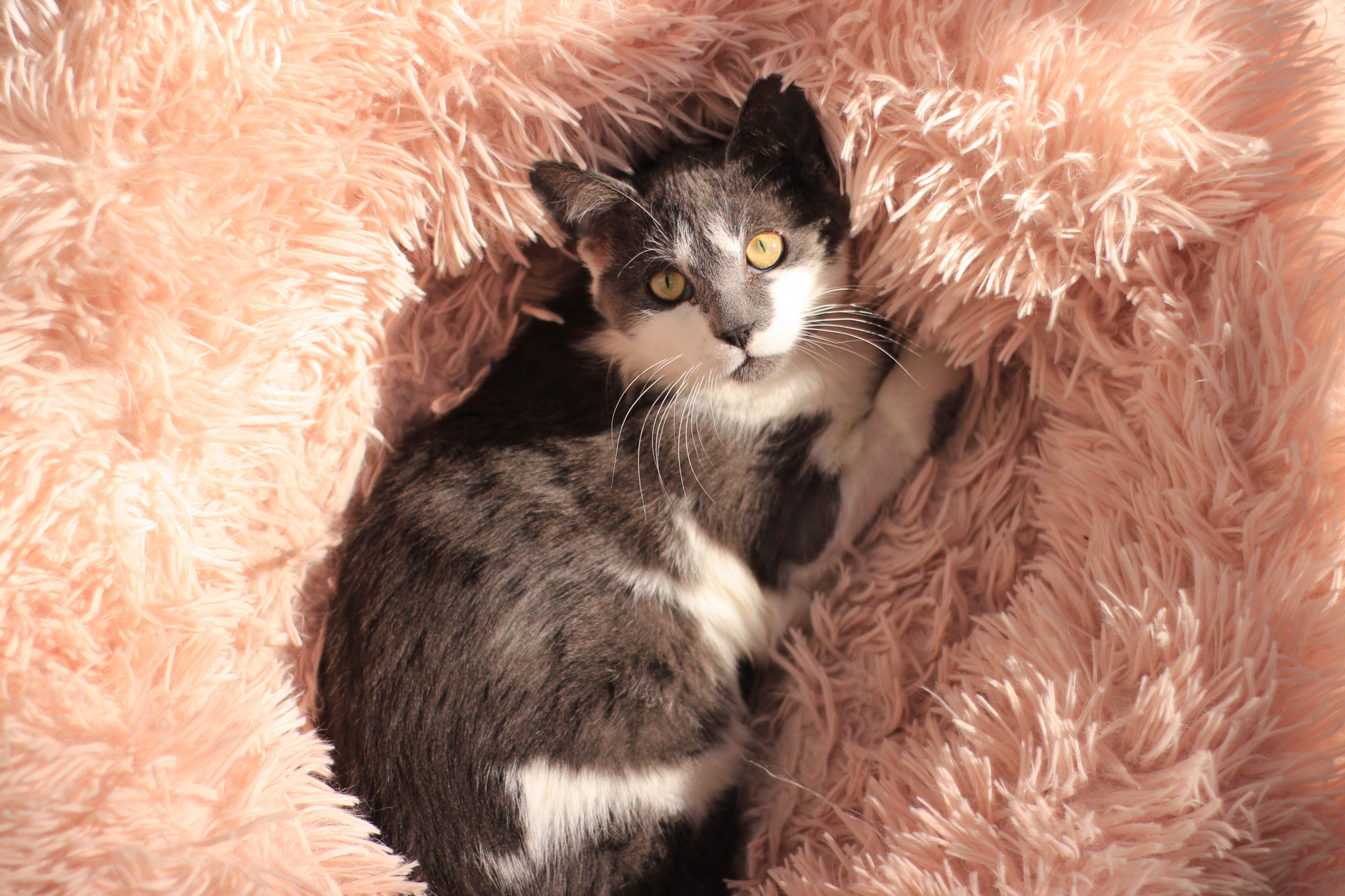 7th Annual Valentine Raffle