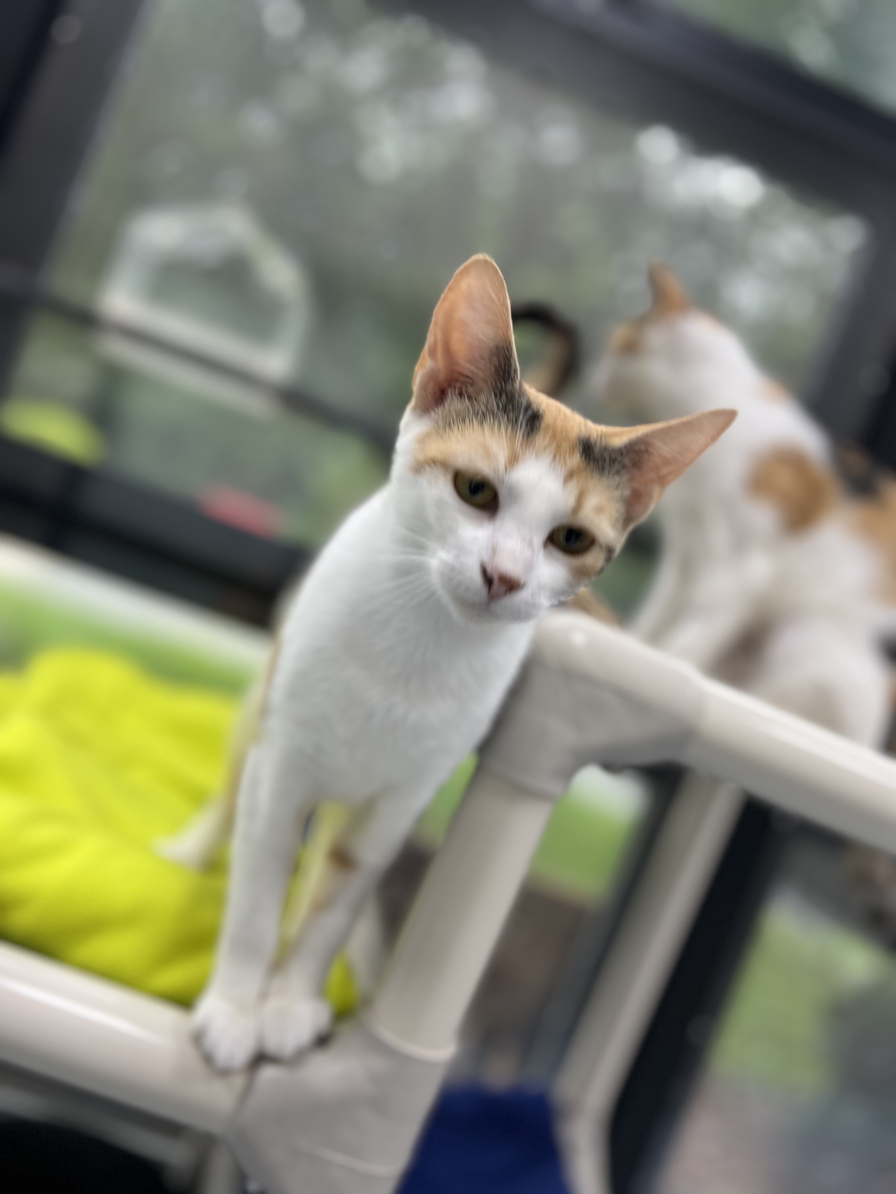 How Fostering is Saving More Lives.