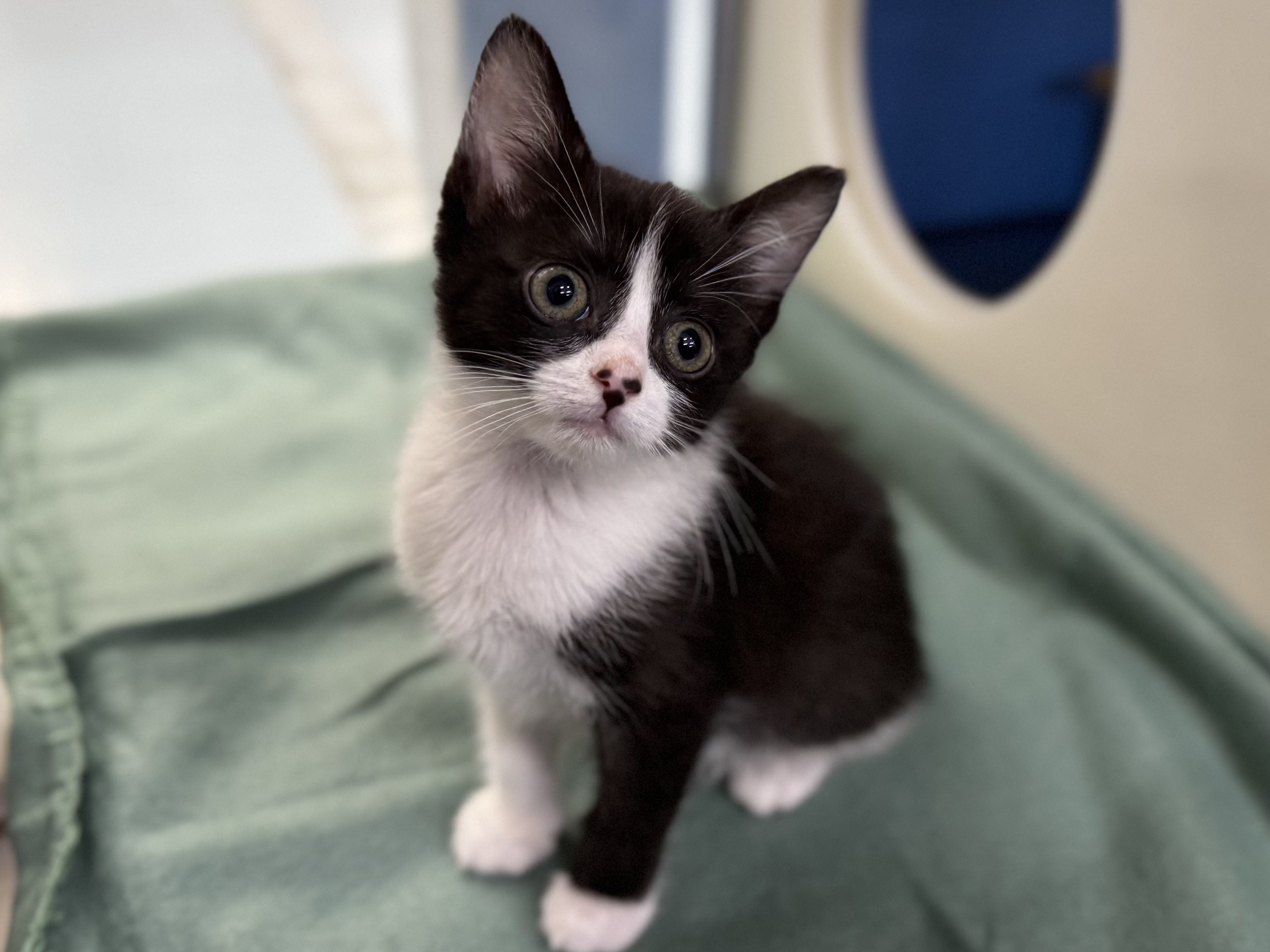 🚨POP-UP CAT-astrophe (in the best way)!🚨