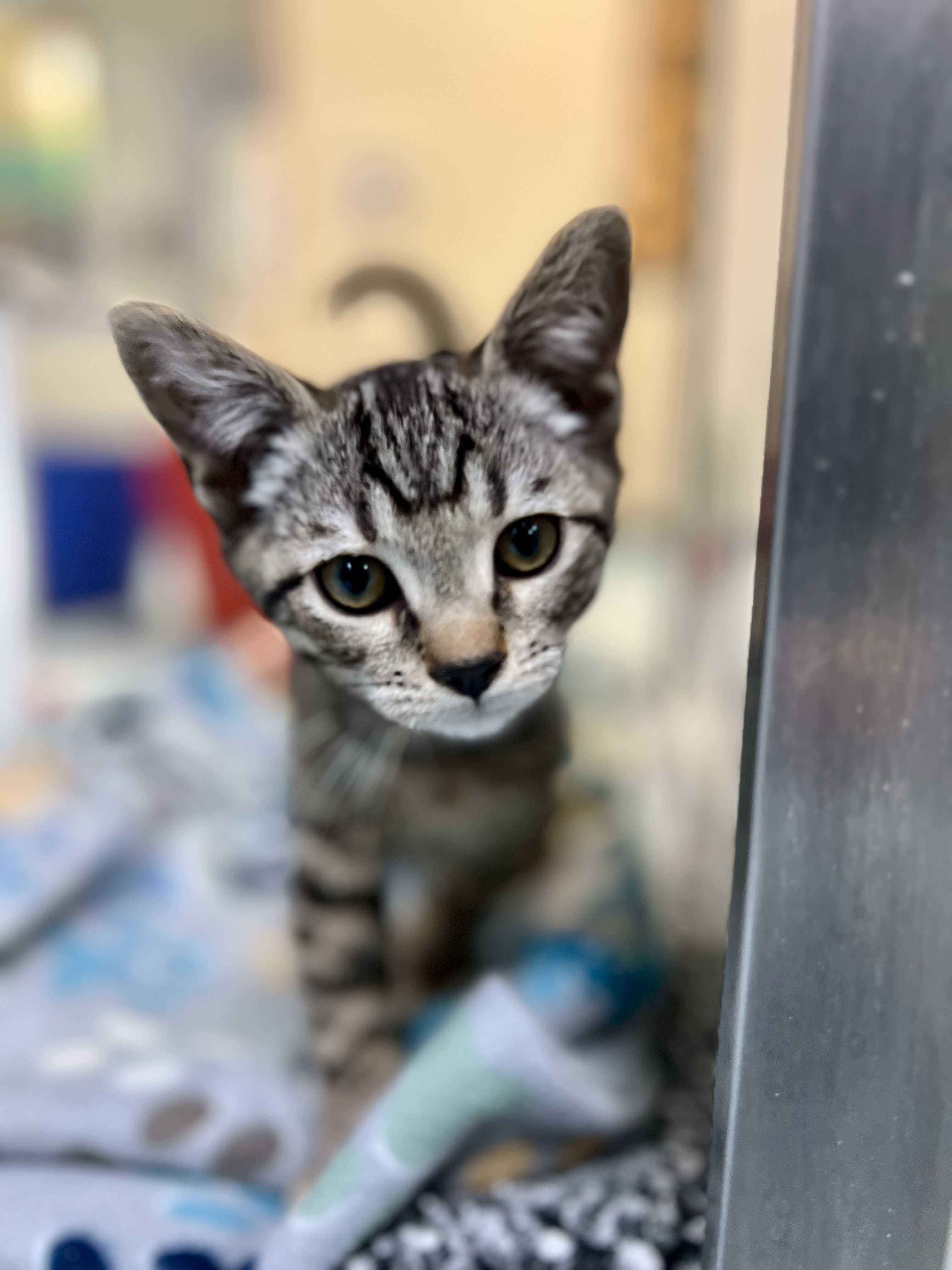 Tiny Beans, Big Dreams: It’s Kitten Time!