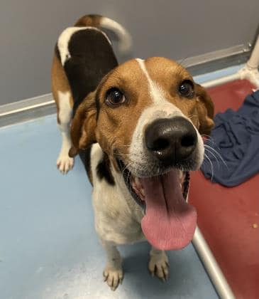 Virtual Fosters Change Lives