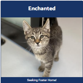 Become A Foster Paw-rent!