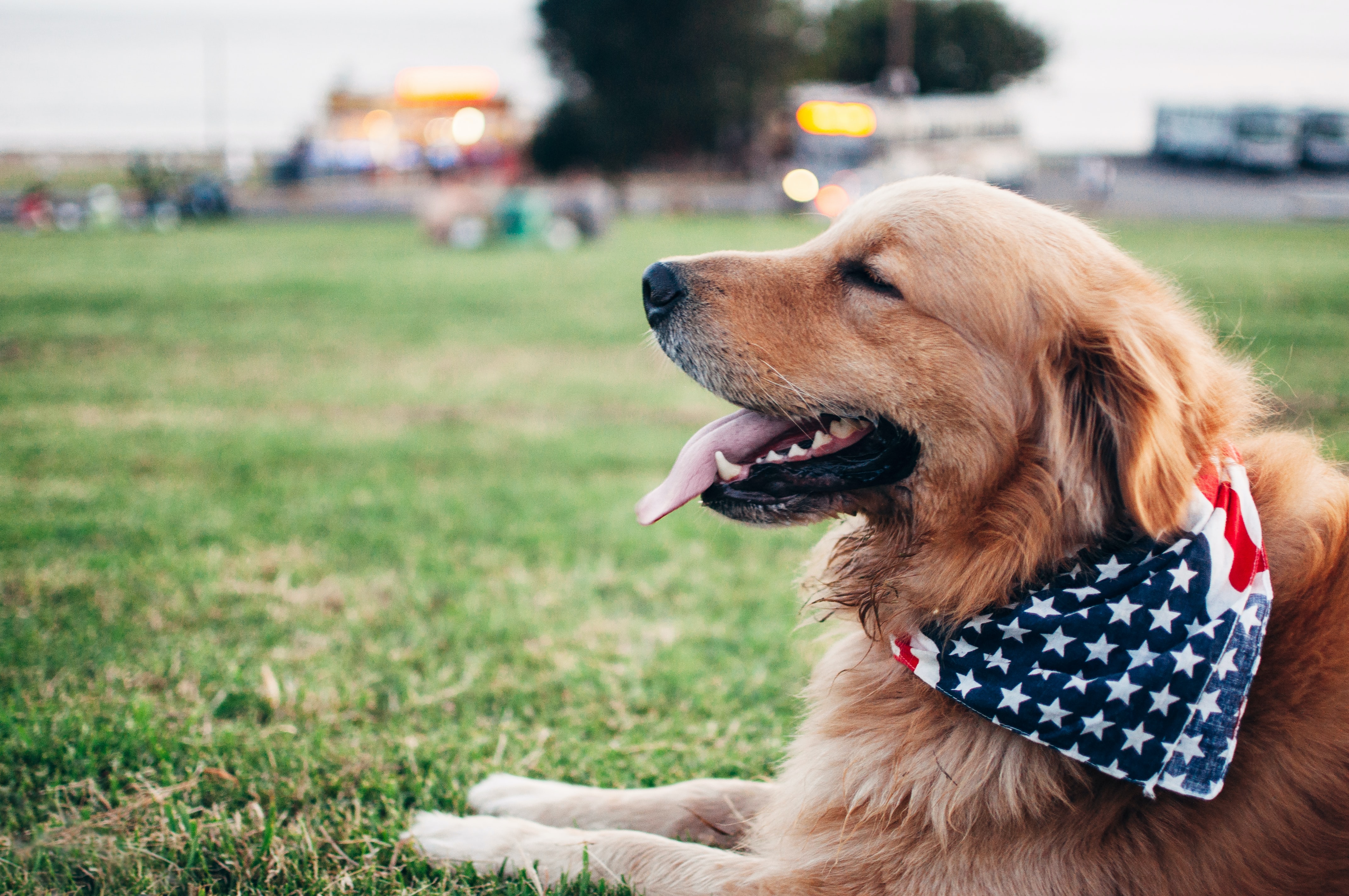 4th of July: Keeping Your Pet Safe!