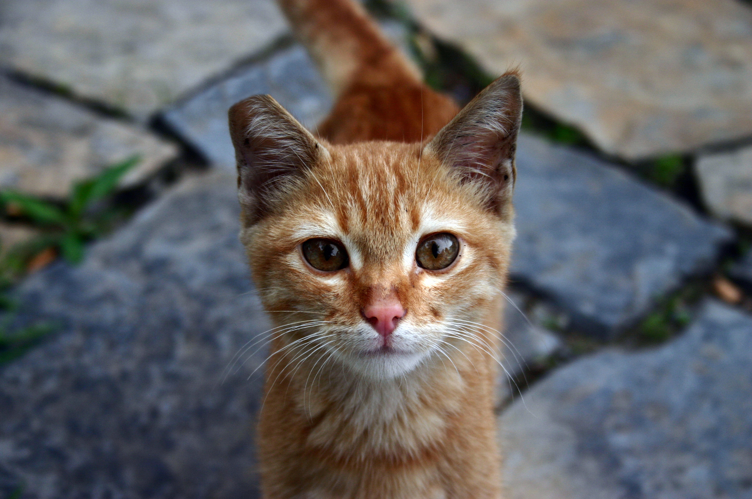 Community Cats