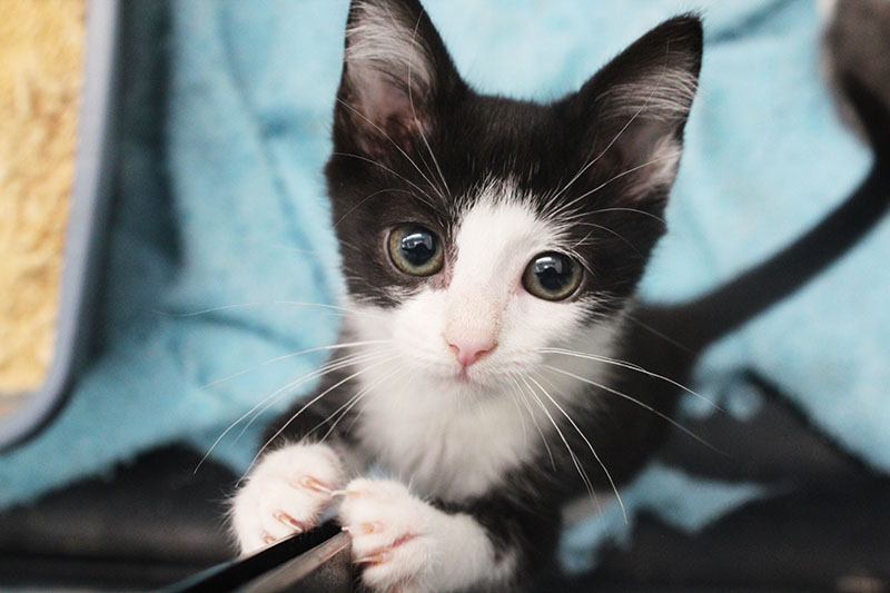 Sponsor An Animal